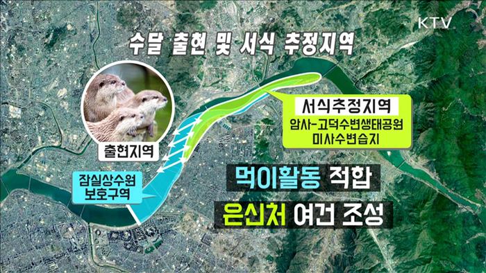 멸종위기 '수달 가족' 40년 만에 한강서 발견
