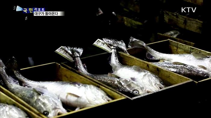 대구 어획량 회복…인공 수정 사업 효과 톡톡