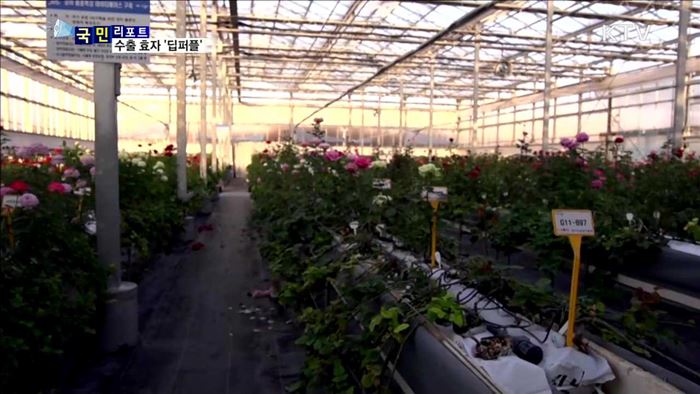 가시없는 장미 '딥퍼플'…수출 효자 우뚝