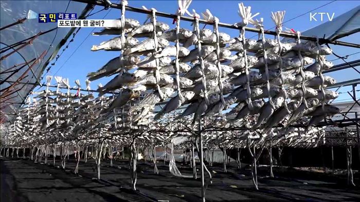 수확 끝난 포도밭에 굴비가 '주렁주렁’