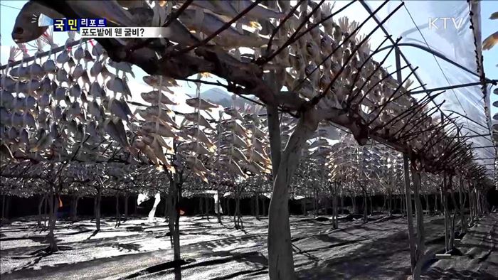 수확 끝난 포도밭에 굴비가 '주렁주렁’