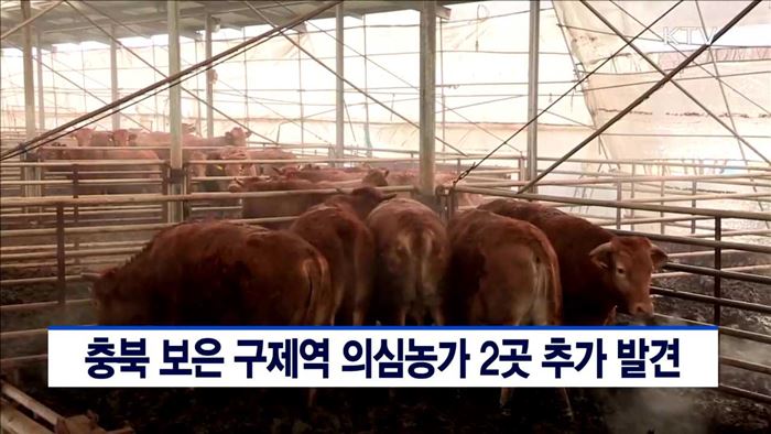 충북 보은 구제역 의심농가 2곳 추가 발견