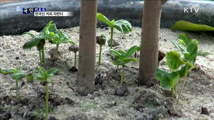 커피나무 쑥쑥 자라요"…재배지역 북상 중