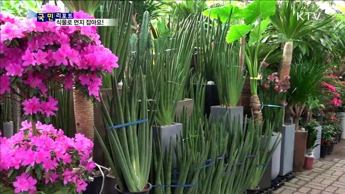 실내 미세먼지 잡아요…공기 정화 식물 인기