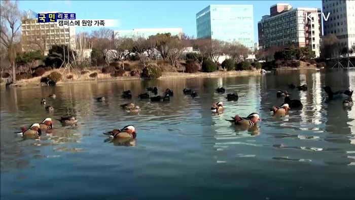 캠퍼스 연못에 둥지 튼 원앙 가족