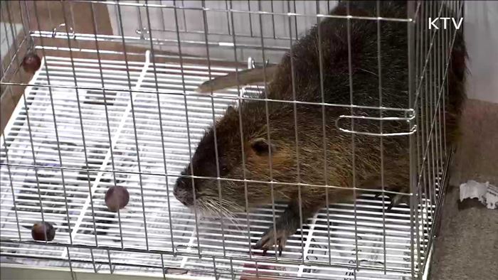 병원체 덩어리 '뉴트리아'…"먹으면 위험해요"