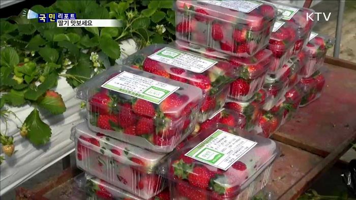 딸기 출하 한창…현장에서 딸기 맛보세요