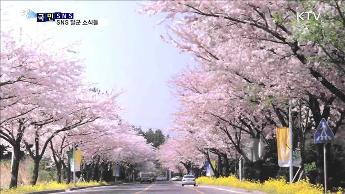 2017 벚꽃 개화 시기 SNS에 떴다!