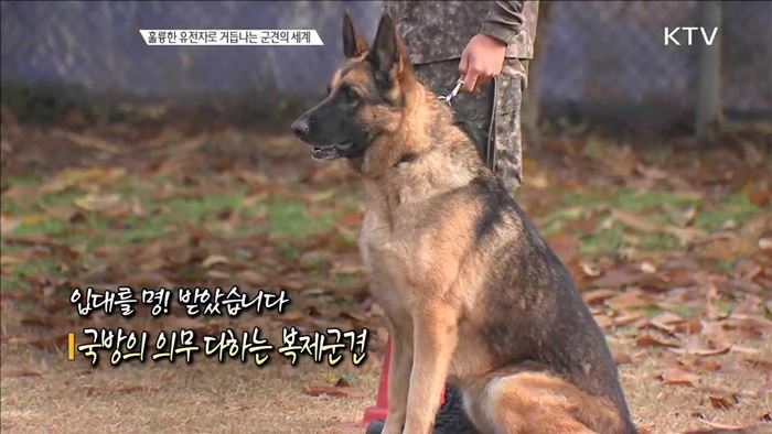 입대를 명! 받았습니다 국방의 의무 다하는 복제군견