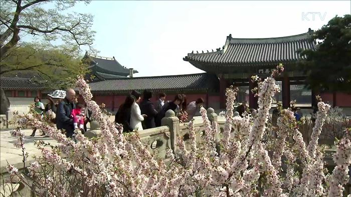 "궁궐·왕릉에서 봄꽃 즐기세요"