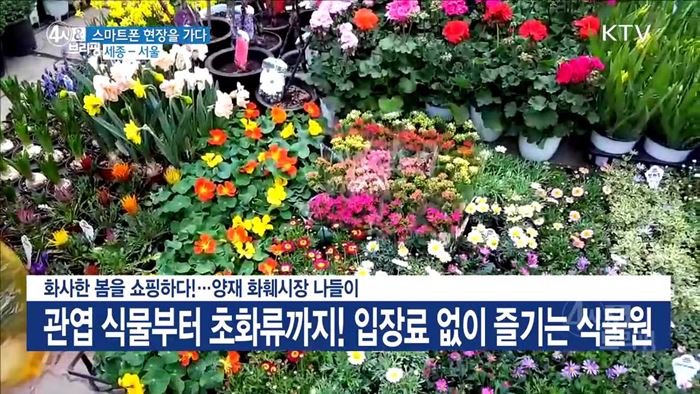 화사한 봄을 쇼핑하다!···양재 화훼시장 나들이