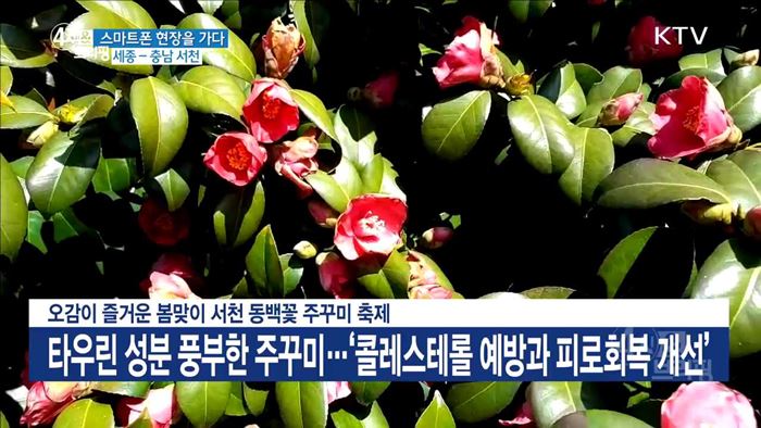 오감이 즐거운 봄맞이 서천 동백꽃 주꾸미 축제