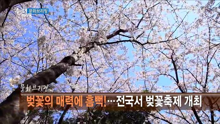 벚꽃의 매력에 흠뻑!···전국서 벚꽃축제 개최 [문화 브리핑]