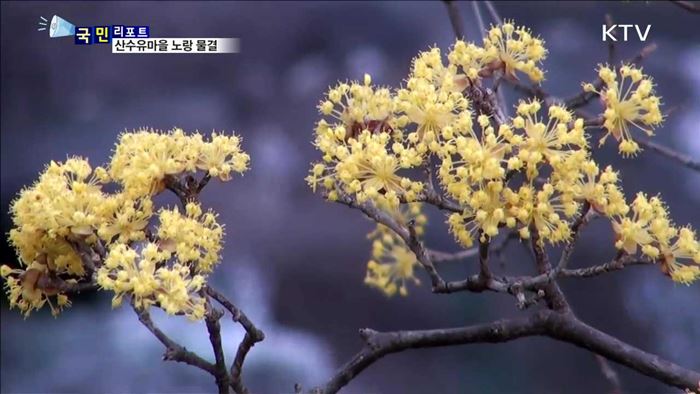 노란 꽃 물결 가득…구례 산수유 장관