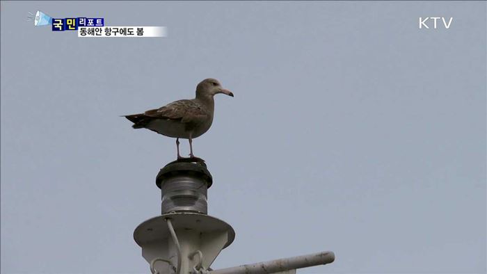 동해안 항구에도 봄 향기 가득