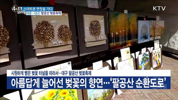 시원하게 뻗은 터널을 따라서···대구 팔공산 벚꽃축제