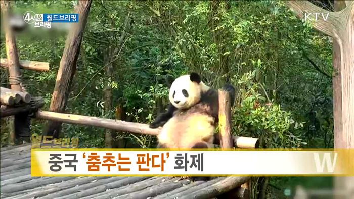 중국 '춤추는 판다' 화제 [월드 브리핑]
