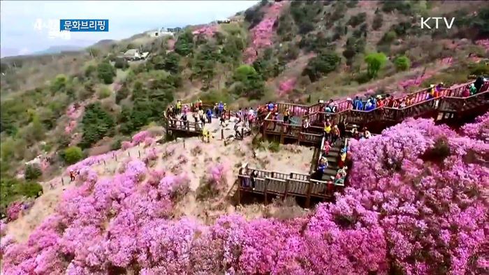 고려산 진달래축제, 진달래 활용한 화전 만들기, 차 시음 등 이색 체험 [문화 브리핑]