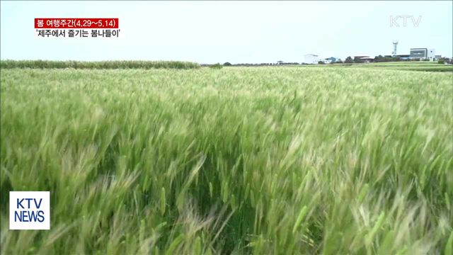 제주에서 즐기는 봄나들이…"청보리 물결"