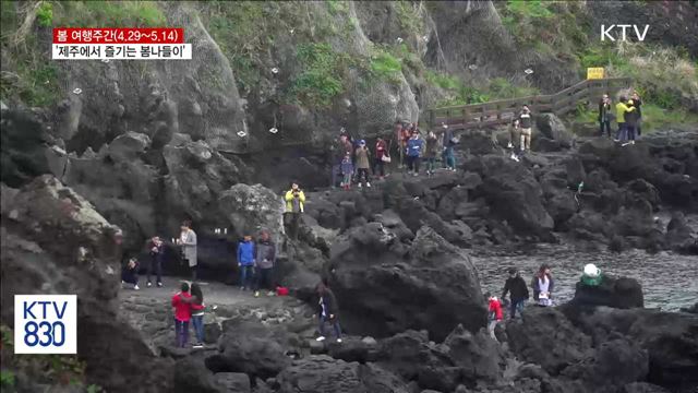 제주에서 즐기는 봄나들이 '청보리 물결'