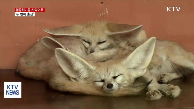 멸종위기종 '사막여우' 국내서 두 번째 출산