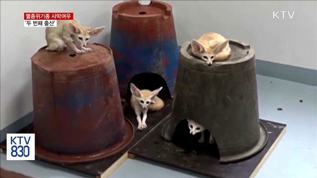 멸종위기종 '사막여우' 국내서 두 번째 출산