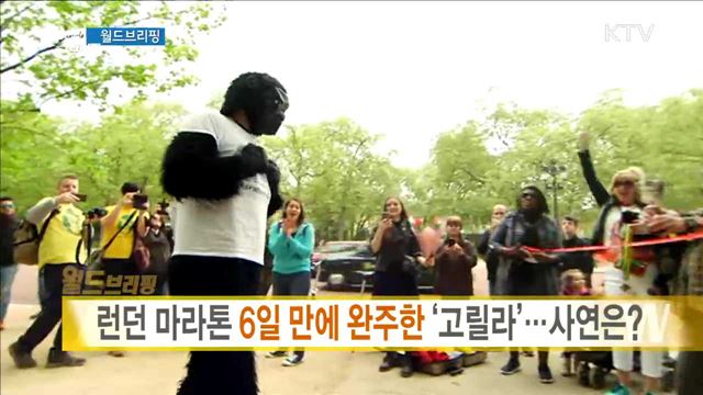 런던 마라톤 6일 만에 완주한 '고릴라'···사연은? [월드 브리핑]