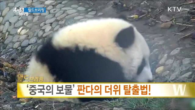 '중국의 보물' 판다의 더위 탈출법! [월드 브리핑]