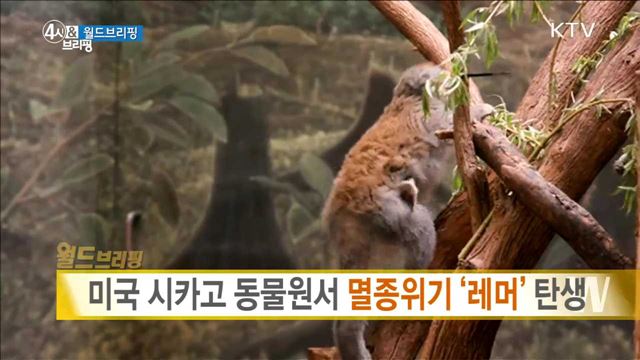 미국 시카고 동물원서 멸종위기 '레머' 탄생 [월드 브리핑]