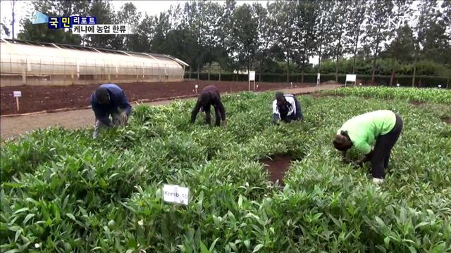아프리카 케냐에 뿌리내리는 농업 한류