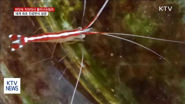 '연간 30억'시장, 클리너슈림프 세계 최초 인공번식 성공