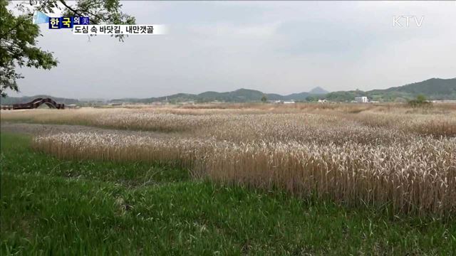 도심 속 바닷길, 내만갯골 [한국의 美]