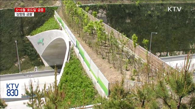 5~6월 야생동물 '로드킬' 급증…'상향등 금물'