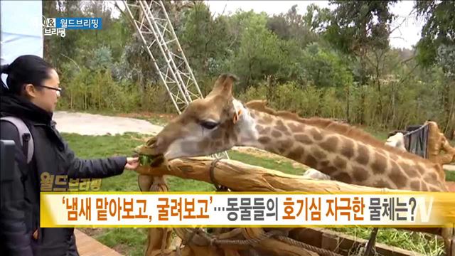 '냄새 맡아보고, 굴려보고'···동물들의 호기심 자극한 물체는? [월드 브리핑]