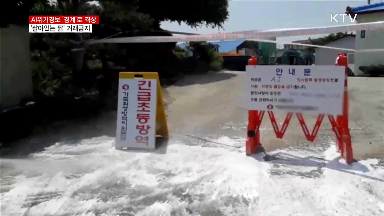 AI경보 '경계'로 상향… '살아있는 닭' 거래금지