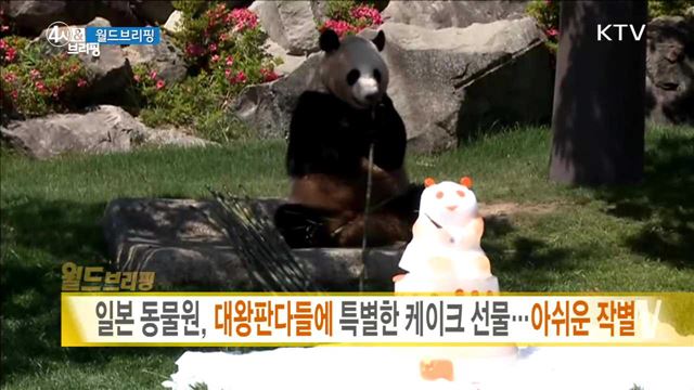 일본 동물원, 대왕판다들에 특별한 케이크 선물···아쉬운 작별 [월드 브리핑]