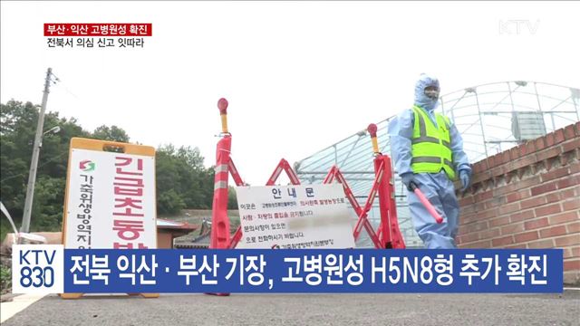 부산·익산 고병원성 확진…전북서 의심 신고 잇따라