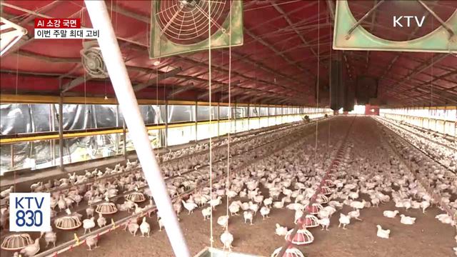 AI 소강 국면…이번 주말 최대 고비