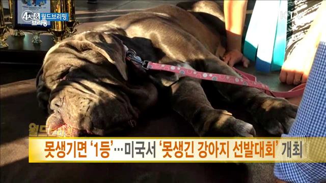 못생기면 '1등' ···미국서 '못생긴 강아지 선발대회' 개최 [월드 브리핑]