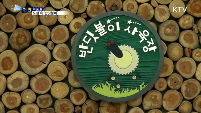 반짝반짝 '반딧불이'…서울 도심에서 만나요