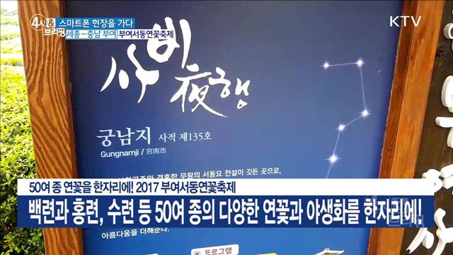 50여 종 연꽃을 한자리에! 2017 부여서동연꽃축제