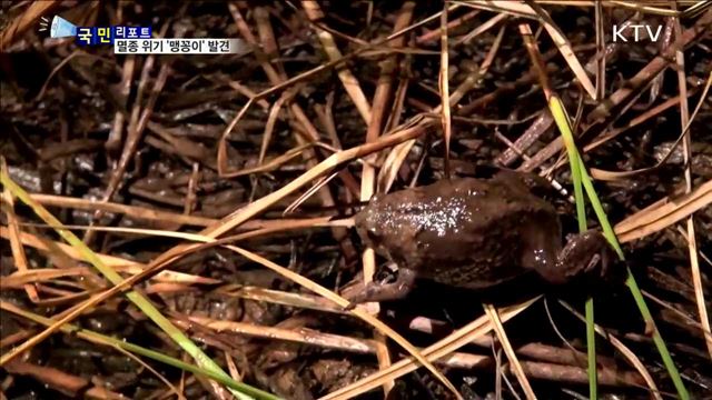 멸종 위기 '맹꽁이' 서식 카메라 포착