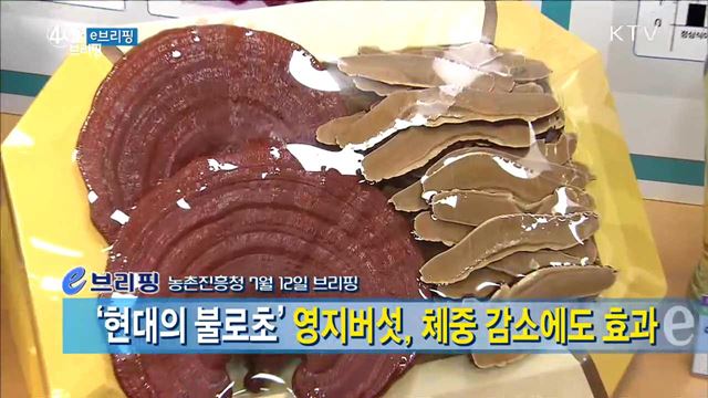 '현대의 불로초' 영지버섯, 체중 감소에도 효과 [e 브리핑]