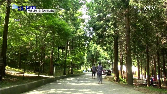 남해편백휴양림…"공기 너무 좋아요"