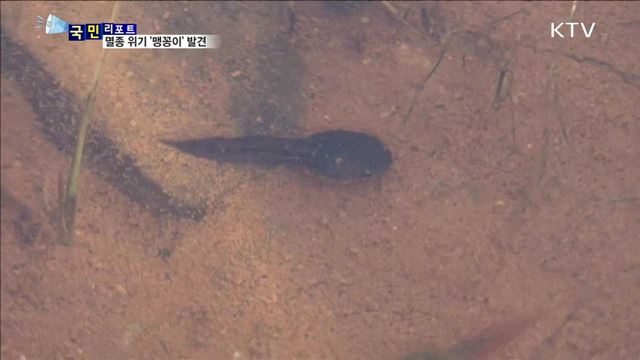 멸종 위기 '맹꽁이' 카메라 포착