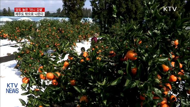 당도 높은 '미니 감귤' 제주도 밖으로 나온다