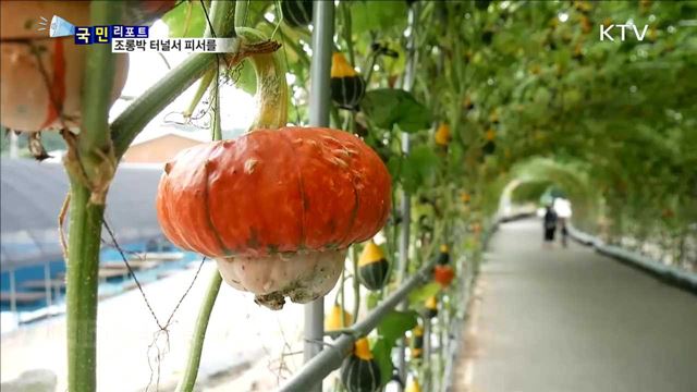 세계 조롱박 축제…이색 피서 즐기세요