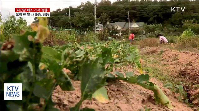 지난달 채소 가격 '껑충'… 오이 한 달 새 54％ 급등