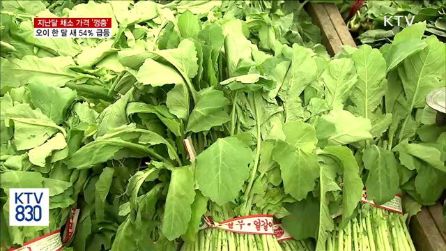 지난달 채소 가격 '껑충'… 오이 한 달 새 54％ 급등