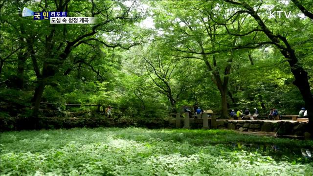 도심 속 청정 계곡…무더위 식혀요 